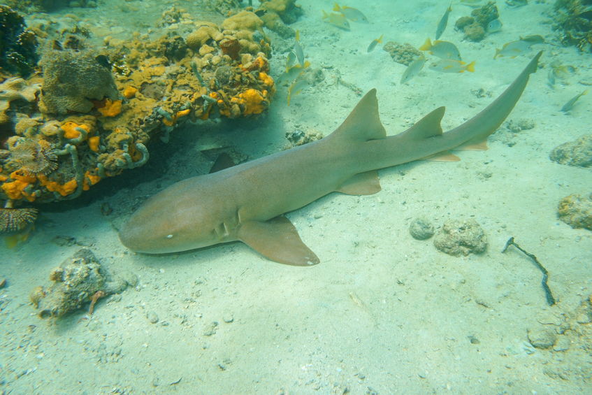 Nurse shark (Ginglymostoma cirratum)