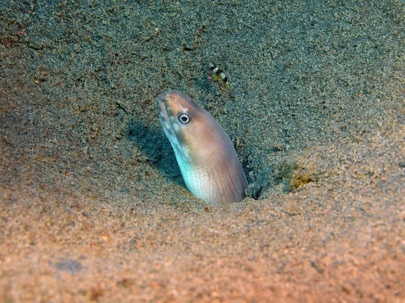 Conger eel
