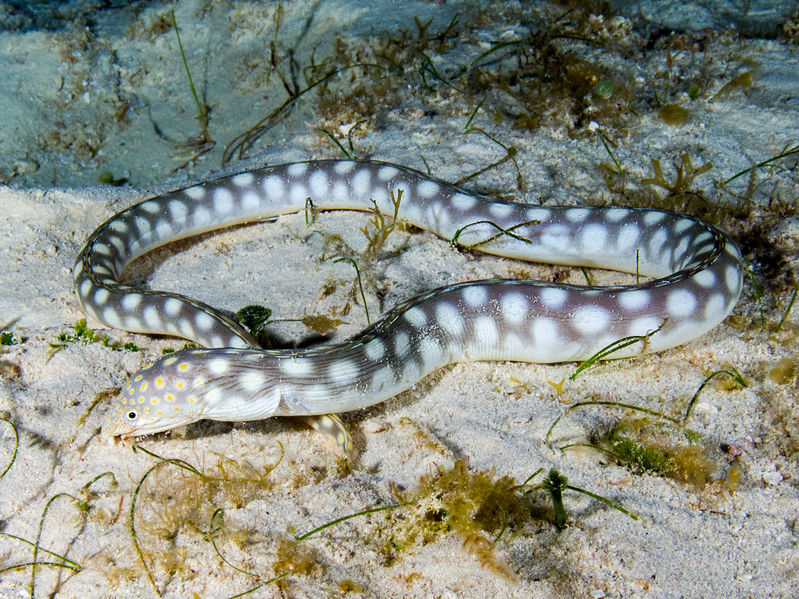 Sharptail eel