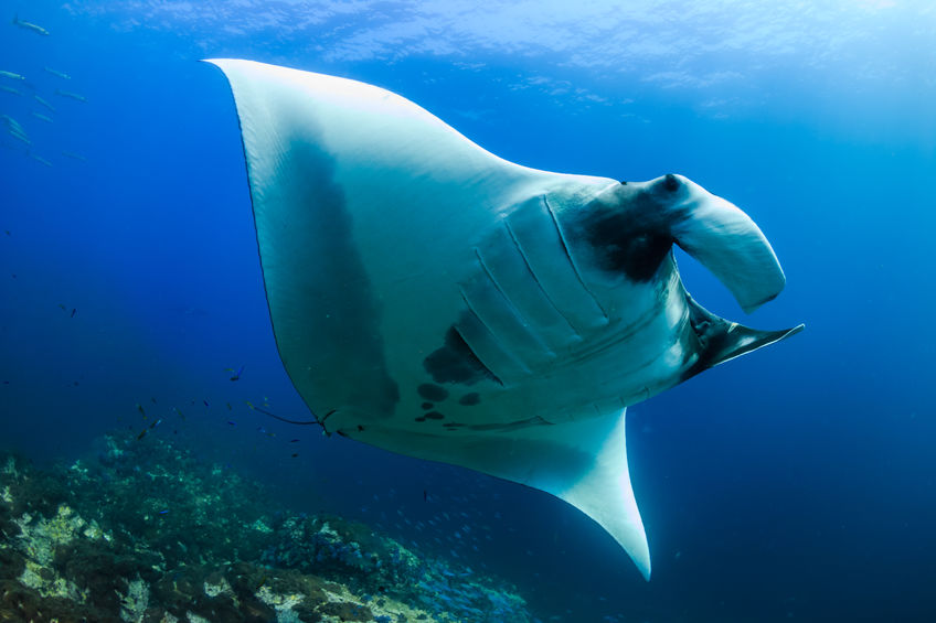 Manta swimming over wreck