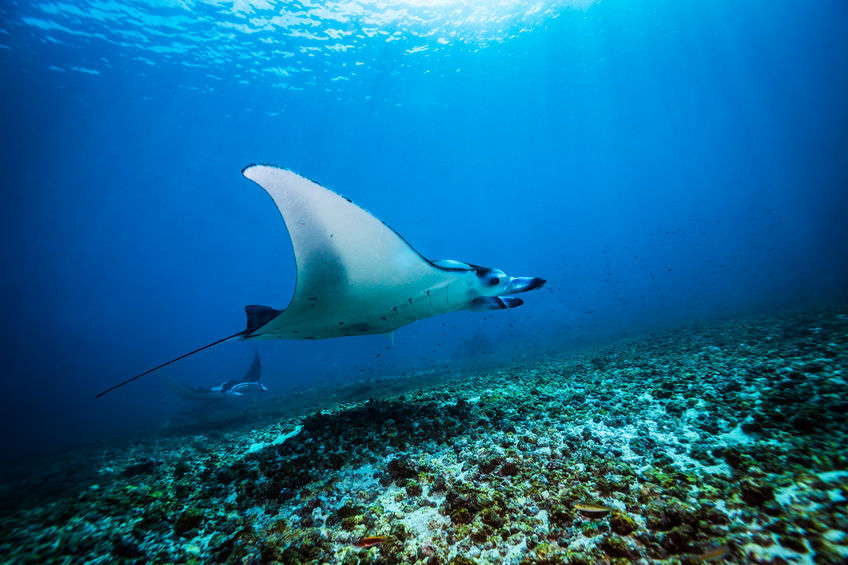 Manta seen from Johnson Sea Link