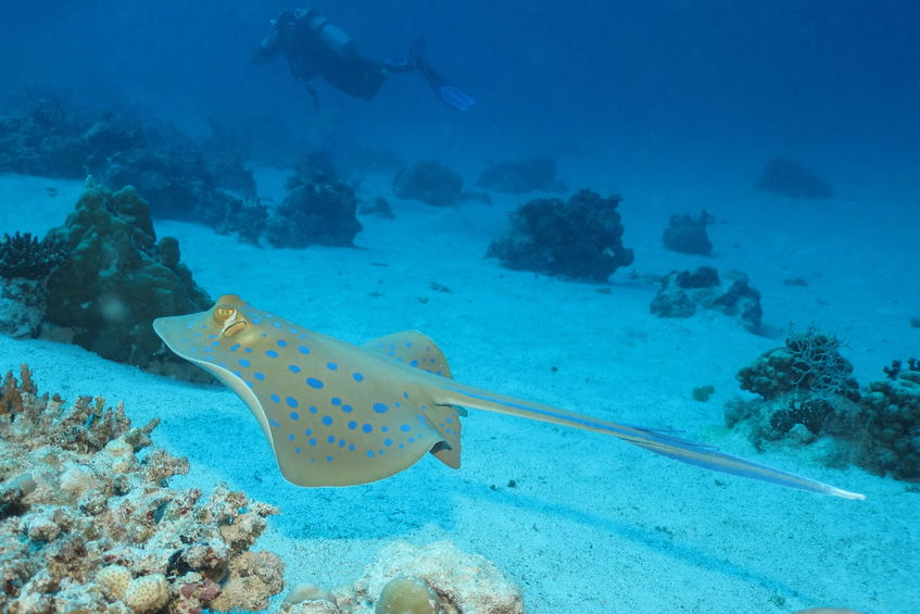 A skate cruises along the sea floor