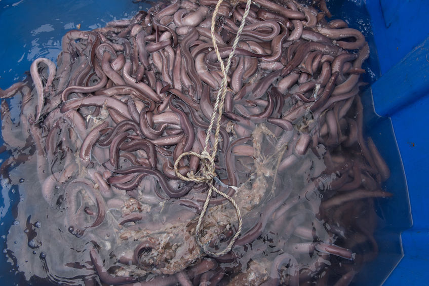 Hagfish