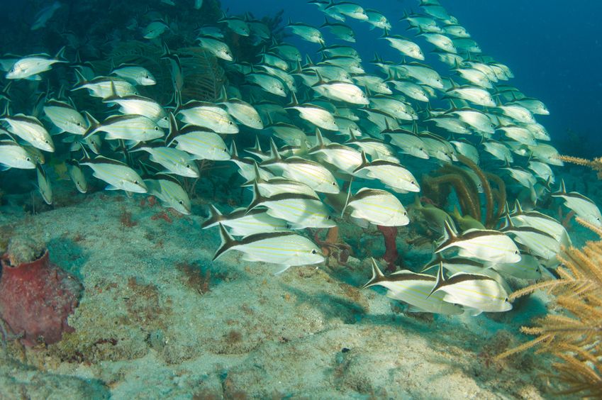 Amberjack school