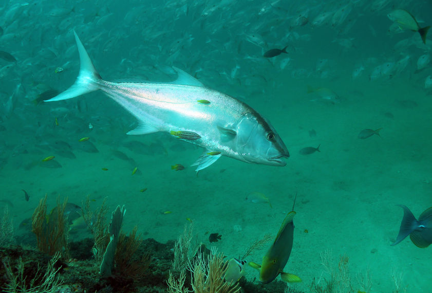 Greater amberjack