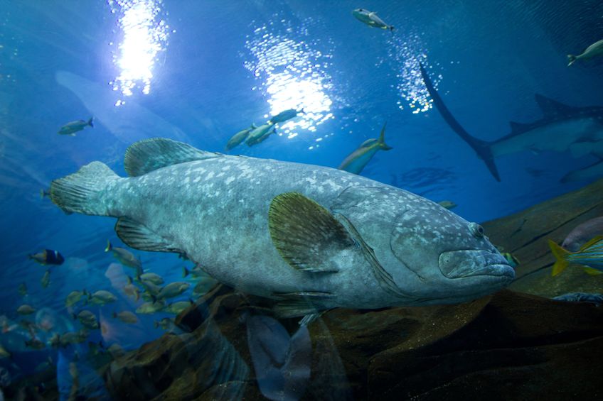 Large Gag grouper