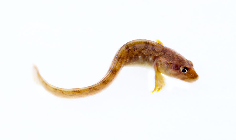 Eelpout