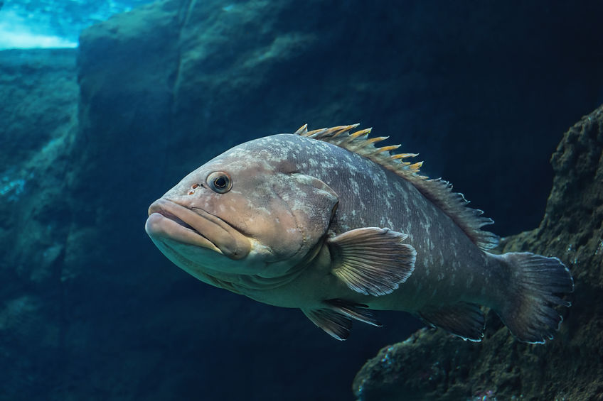 Wreckfish