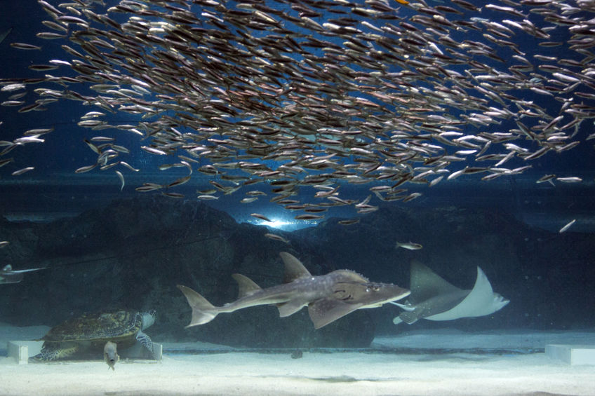 Various fish