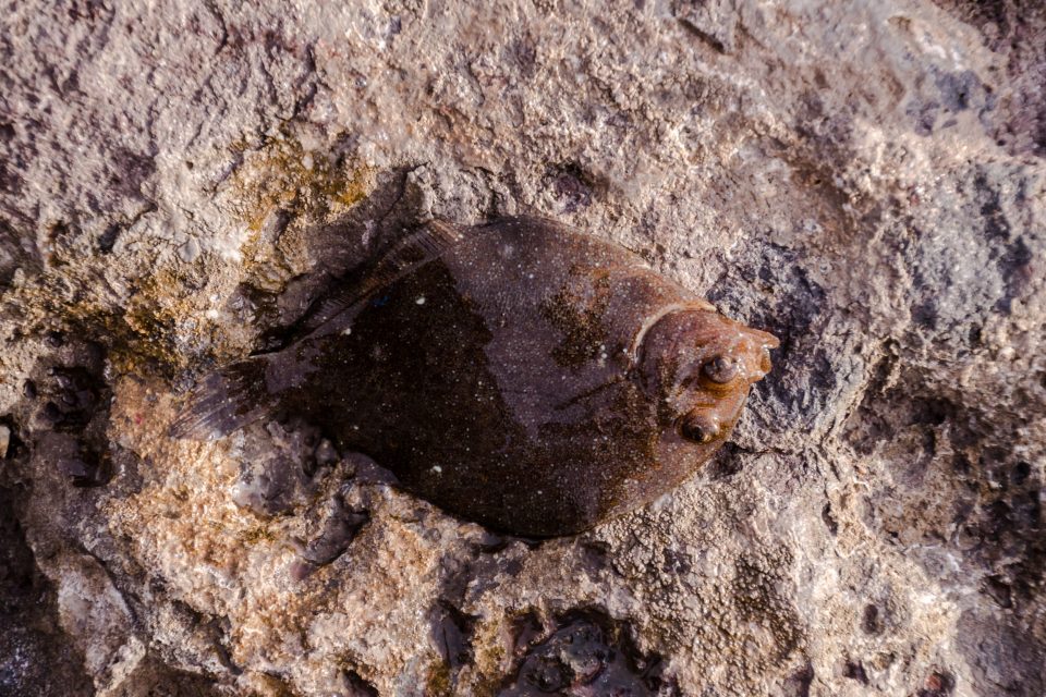 Witch flounder