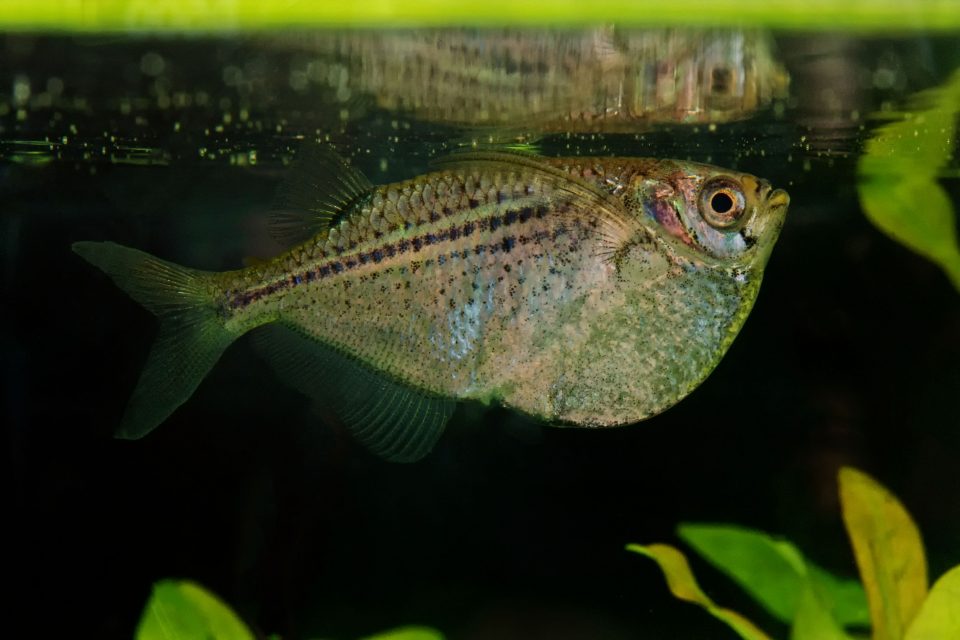 Hatchetfish