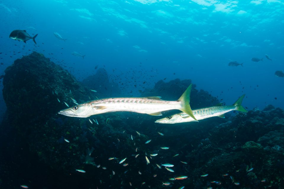 Barracuda