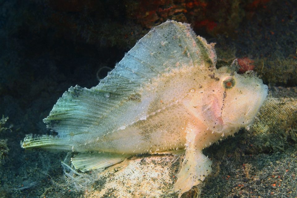 Anglerfish close-up