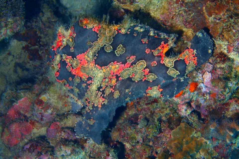 Anglerfish among coral