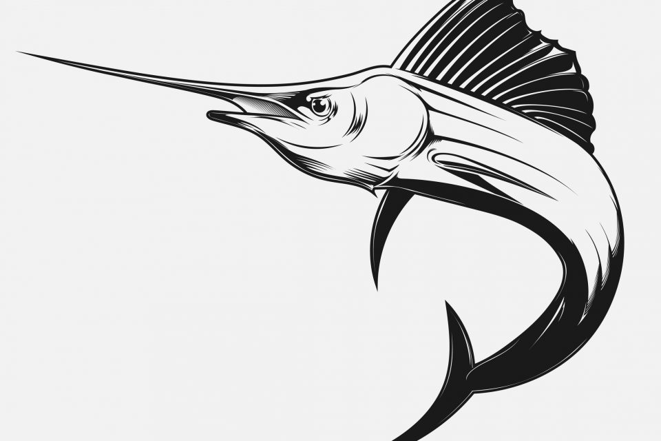 Swordfish Illustration