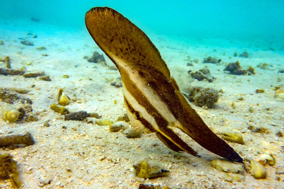 Batfish (underside)
