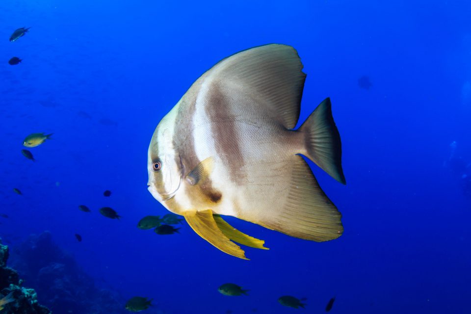 Batfish