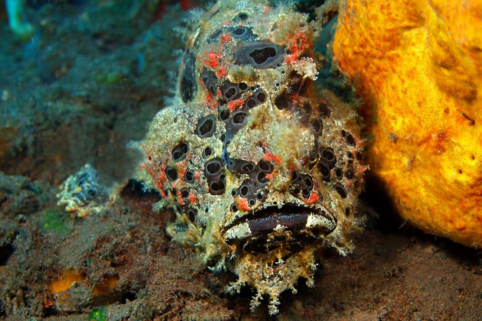 Deep sea anglerfish (Chaunax pictus)