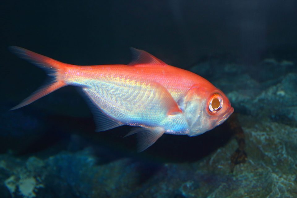 The "alphonsin" Beryx decadactylus