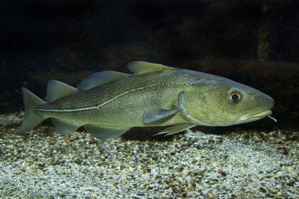 Arctic cod, Boreogadus saida