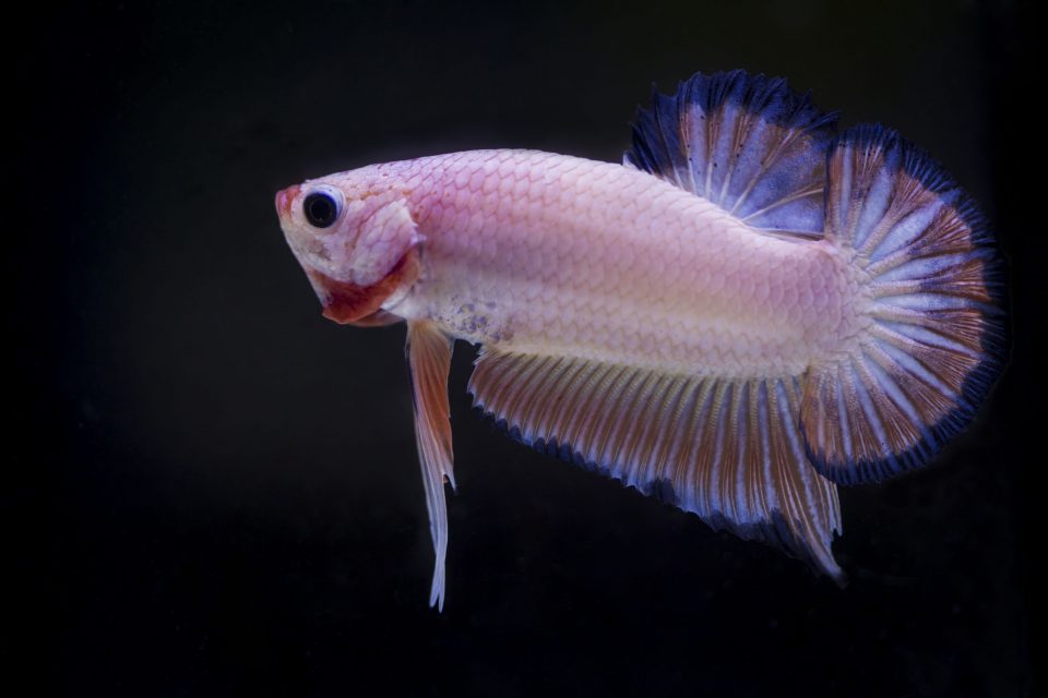 Pink fish