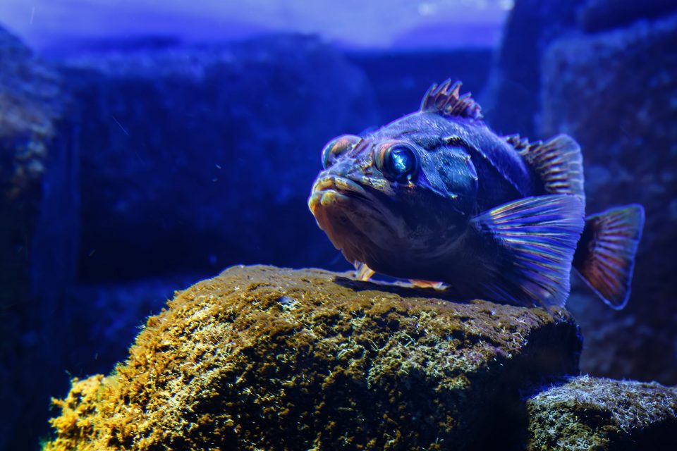 An adult blackbelly rosefish