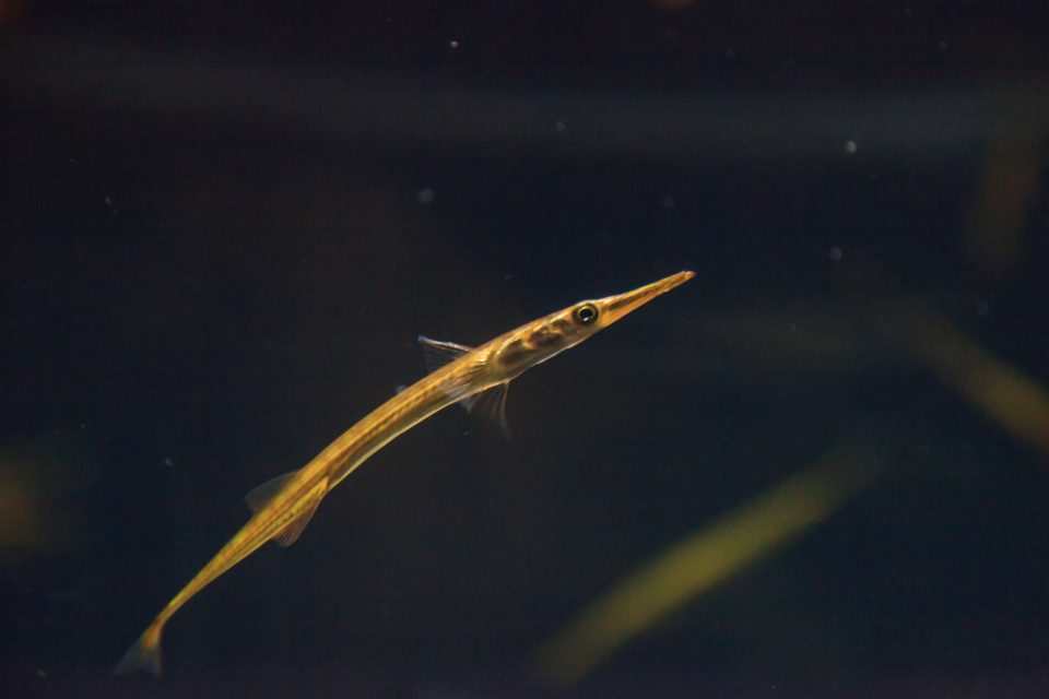 Juvenile needlefish