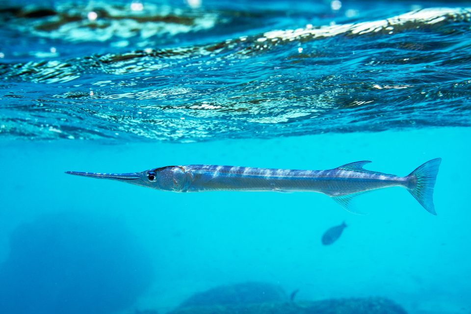 Houndfish