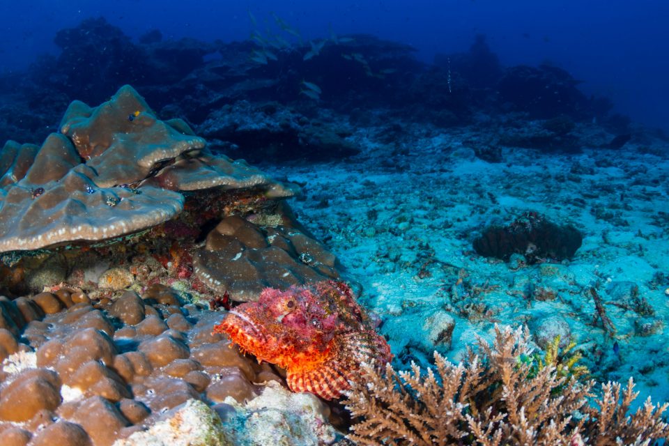 Scorpaenid fish