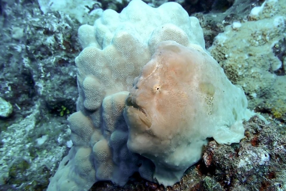 Unidentified frogfish