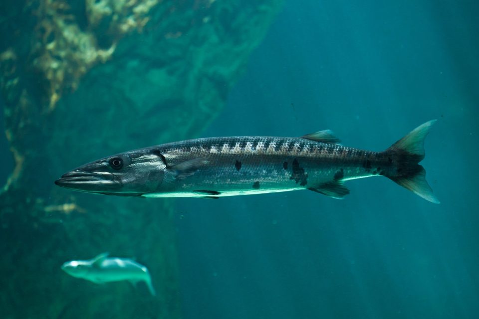 Great Barracuda (Sphyraena barracuda)