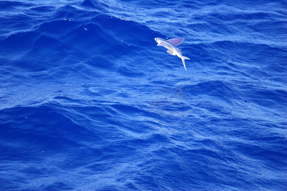 Small wing flyingfish