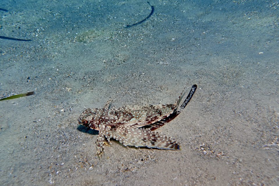 Band-wing flyingfish