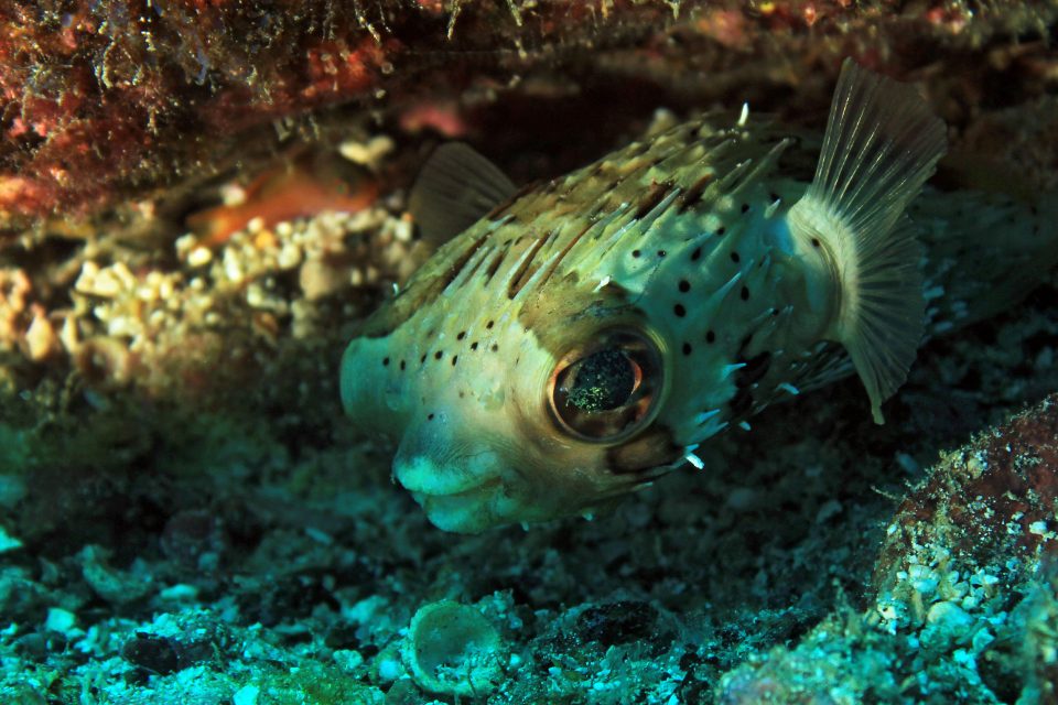 Long-spine porcupinefish