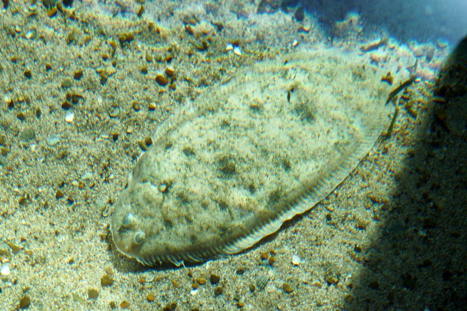 Flatfish (sole)