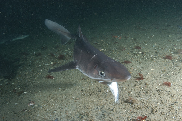 Cuban dogfish