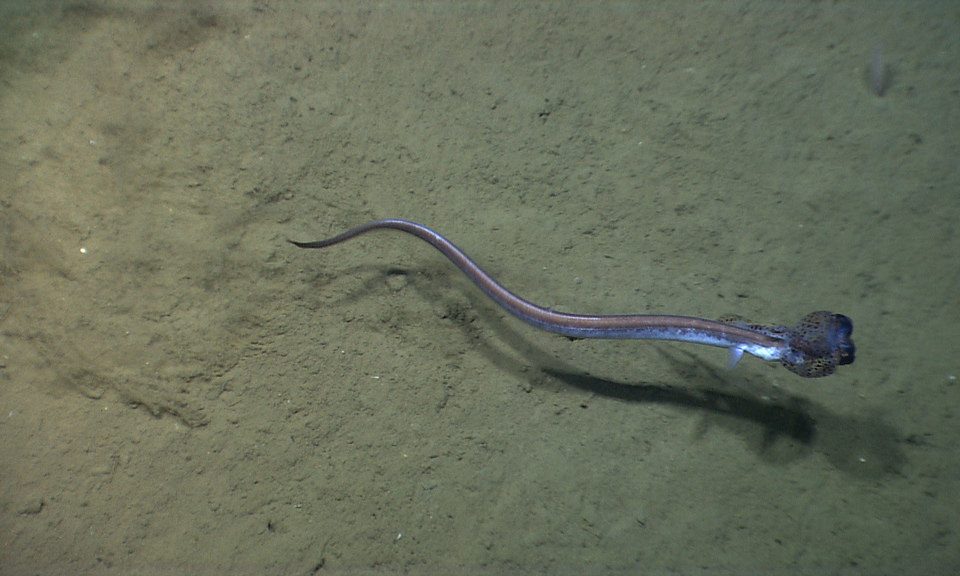 Cutthroat Eel