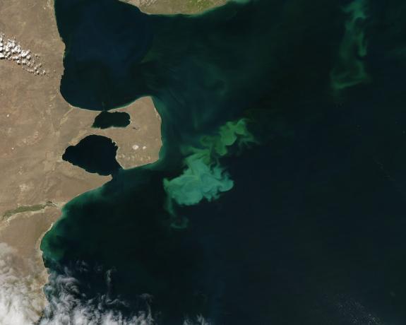 Phytoplankton bloom off Argentina