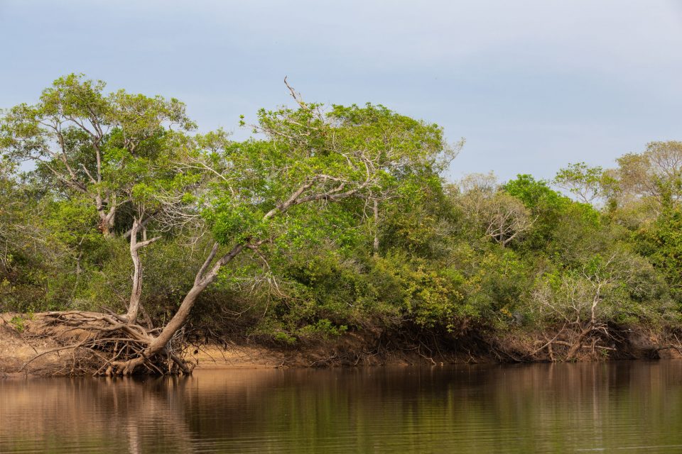 Mato Grosso Brazil