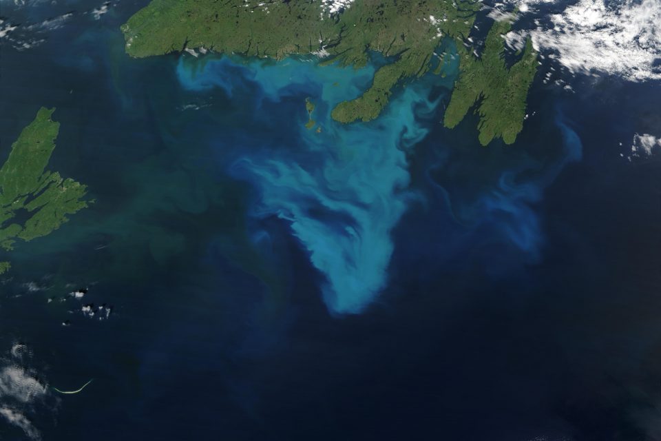 Phytoplankton bloom off Australia
