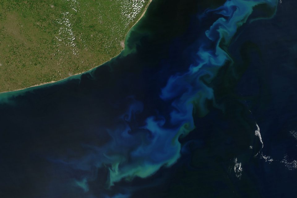 Phytoplankton bloom off Chile