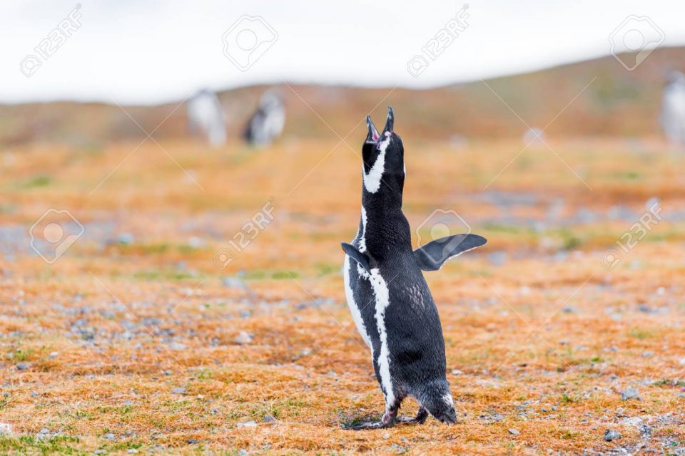Chilean Penguin
