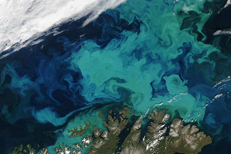 Spectacular Bloom in the Barents Sea