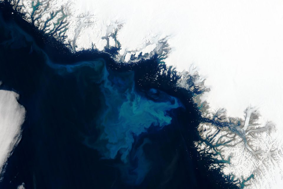 Phytoplankton Bloom off Greenland