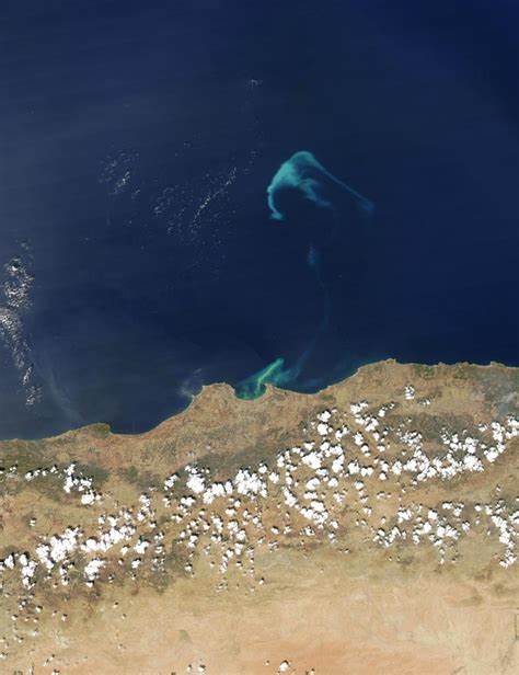 Phytoplankton Bloom off Algeria