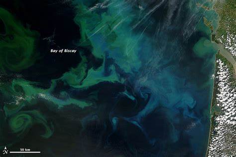Bay of Biscay in Bloom