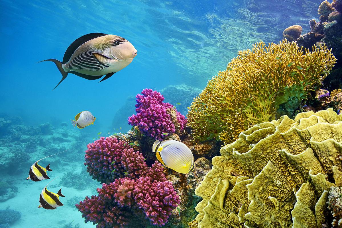Biodiversity protects fish from climate change
