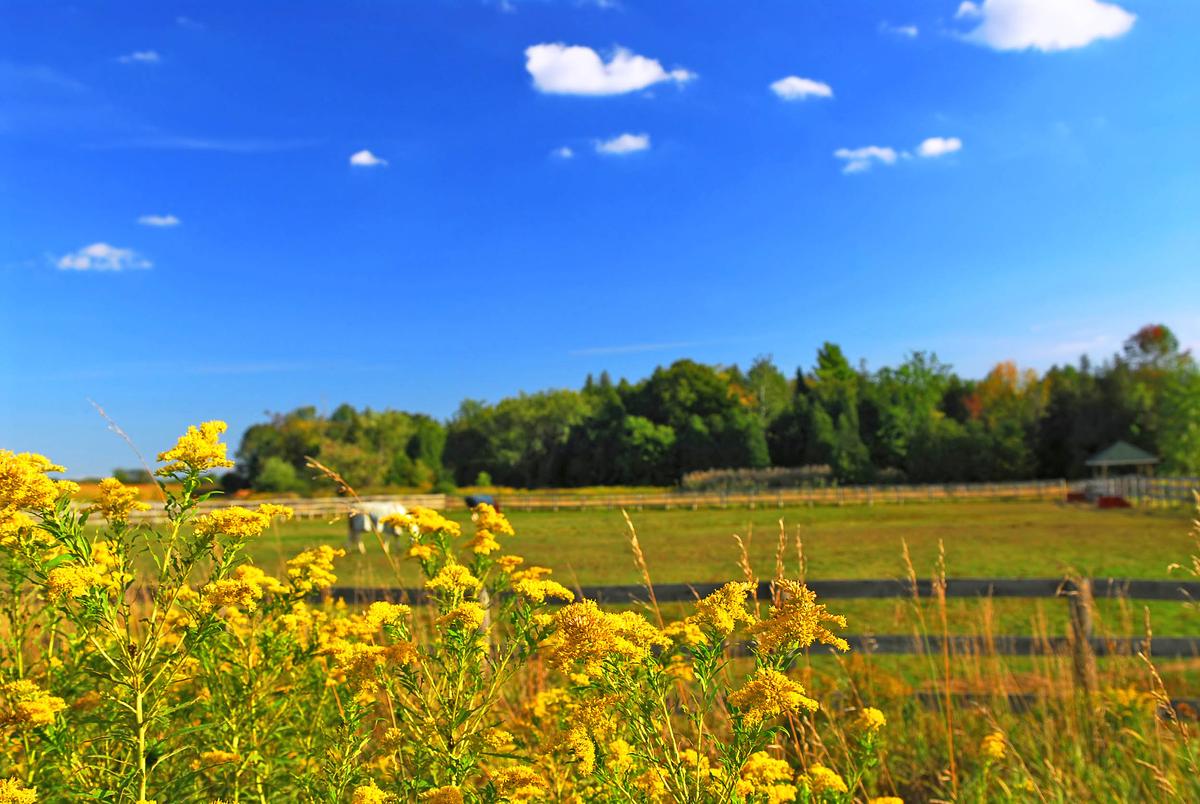 Climate change will double number of people with pollen allergies