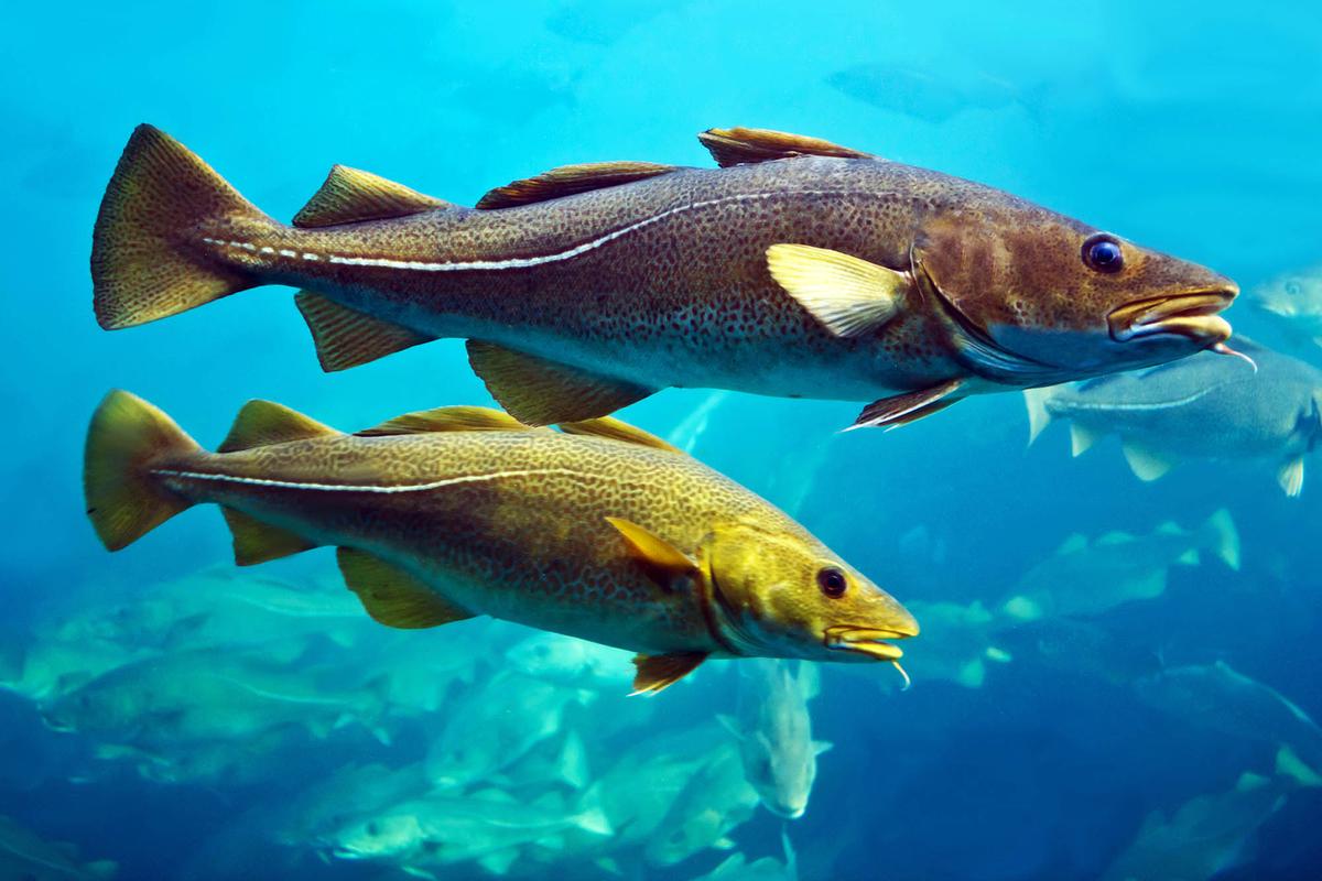 Ocean acidification is killing baby cod