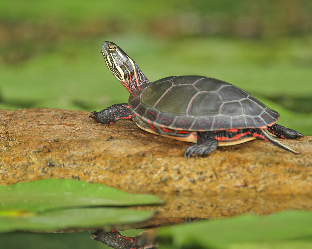 BPA can induce behavioral changes in turtles